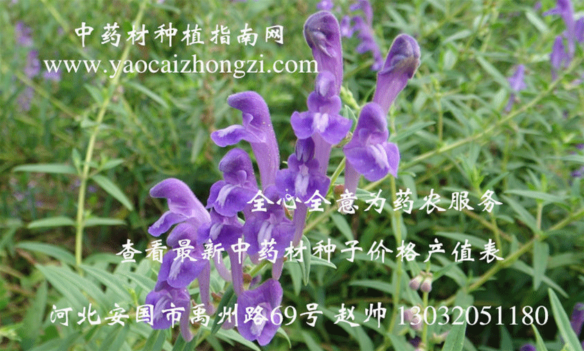 黄芩生长期图集