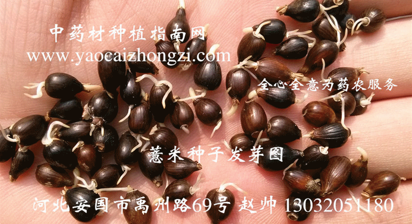 薏米种子发芽生长 结果图集