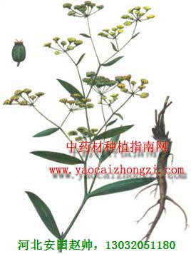种植技术