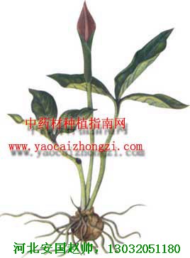 旱半夏图片