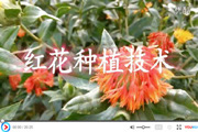 红花种植技术视频