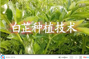 白芷种植技术视频
