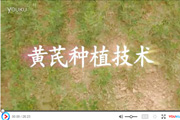 黄芪种植技术视频