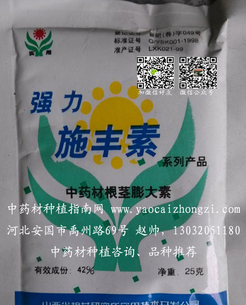 小胖墩